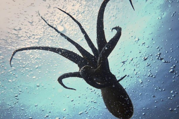 Kraken смылка